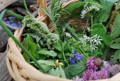 Korb mit verschiedenen Kräutern und Wildblumen draußen.
