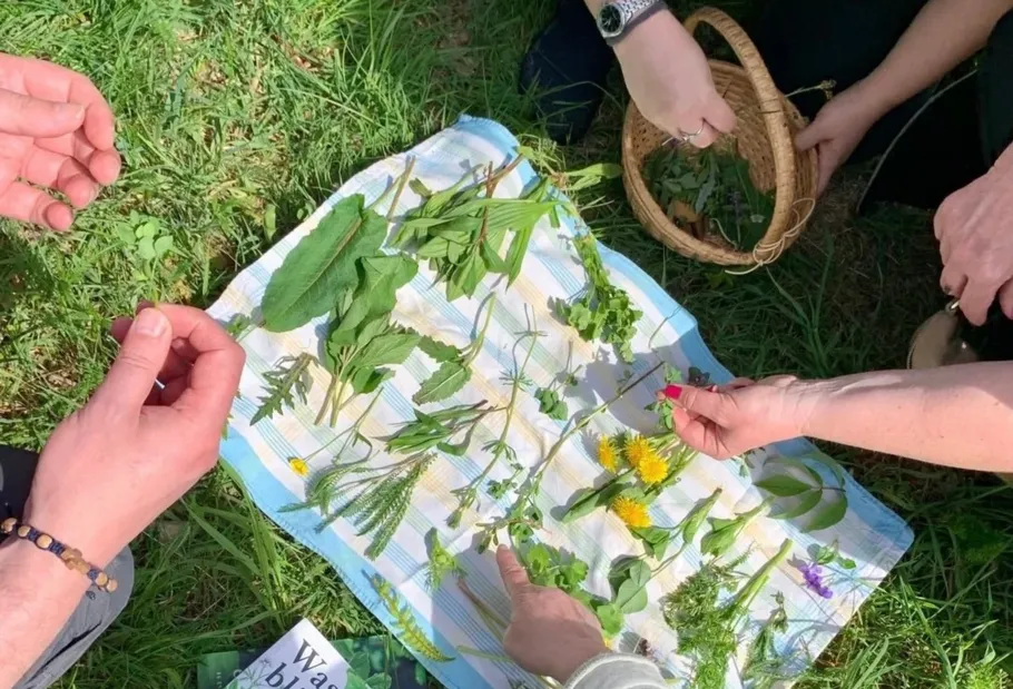 People examine herbs on a cloth outdoors.