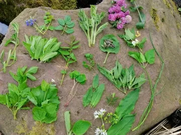 Various herbs arranged on a stone surface.