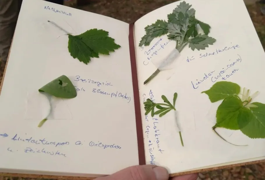 Hand hält Notizbuch mit geklebten Pflanzproben.