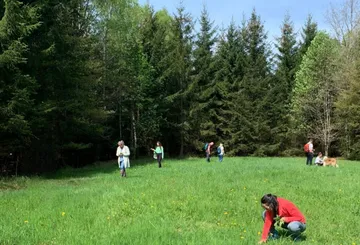People picking plants in a forest clearing.
