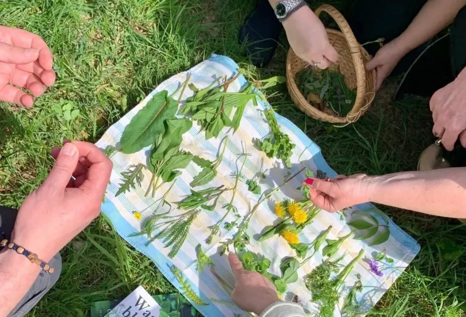 People examining wild herbs on cloth outdoors.