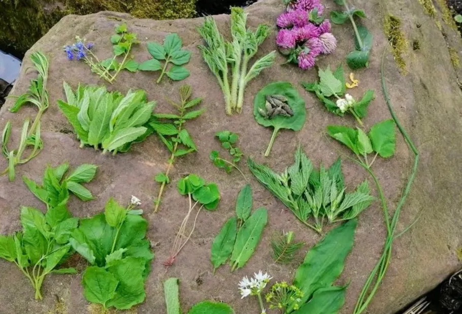 Various herbs displayed on large rock.