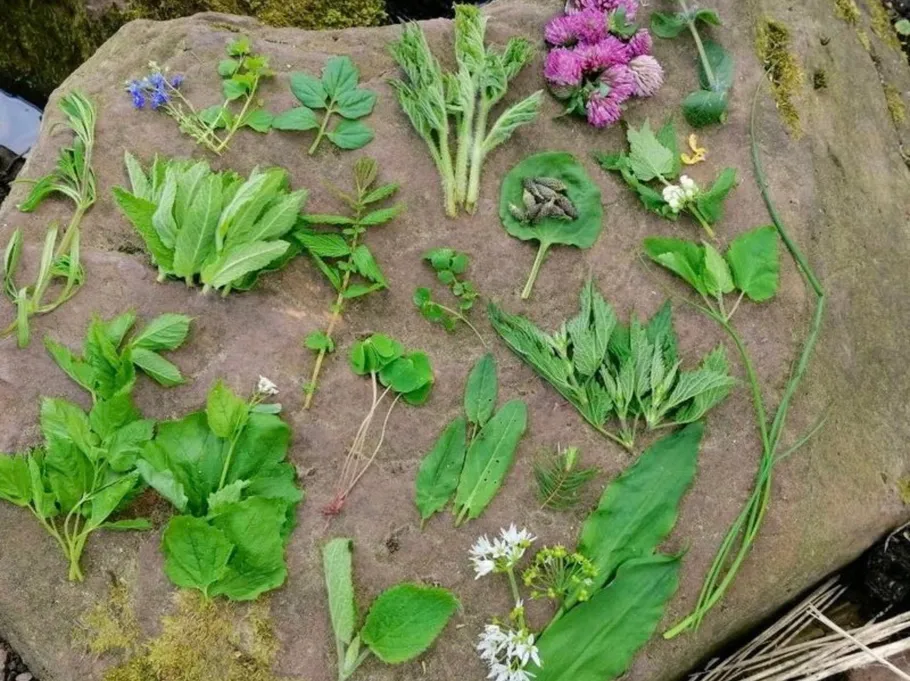 Verschiedene Wildpflanzen auf einem Stein ausgestellt.