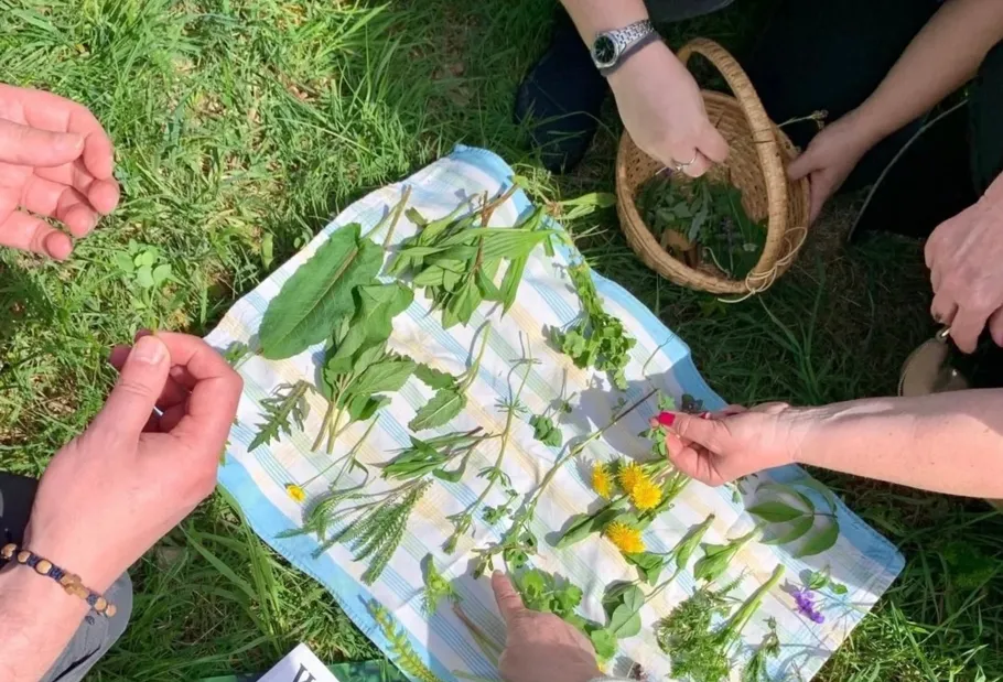 Hands arranging various herbs on a cloth outdoors.