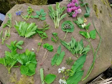 Various herbs arranged on a large rock.