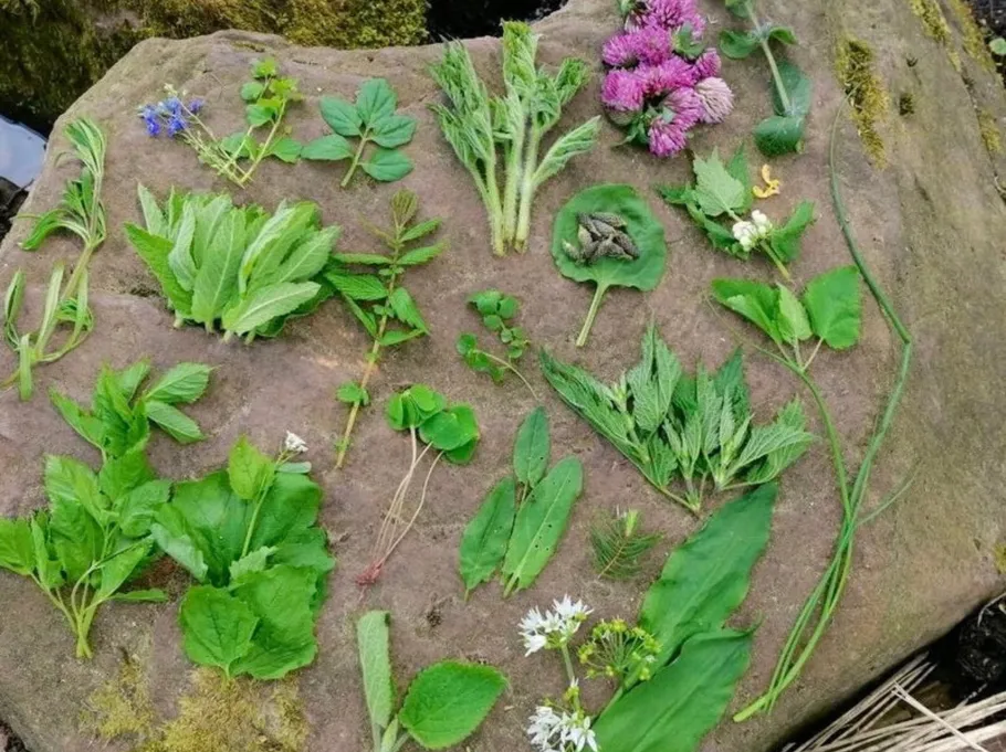 Various herbs arranged on a large rock.