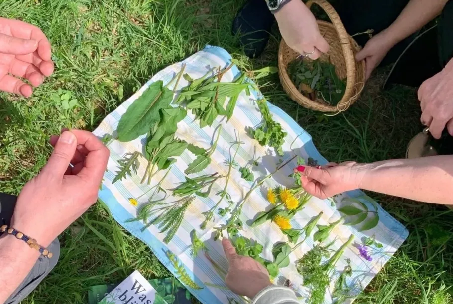 People examining herbs on cloth in grass.
