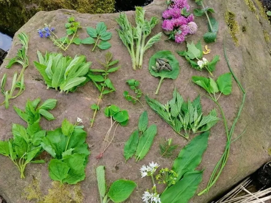 Various plants and leaves arranged on rock.