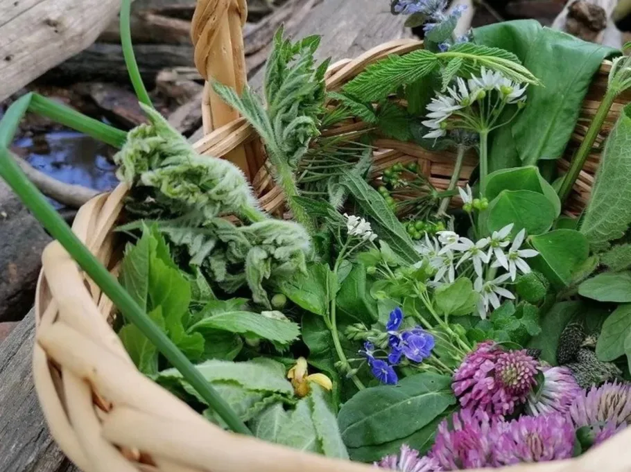 Basket with various wild herbs and flowers outdoors.