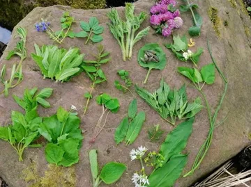 Various herbs displayed on a large rock.
