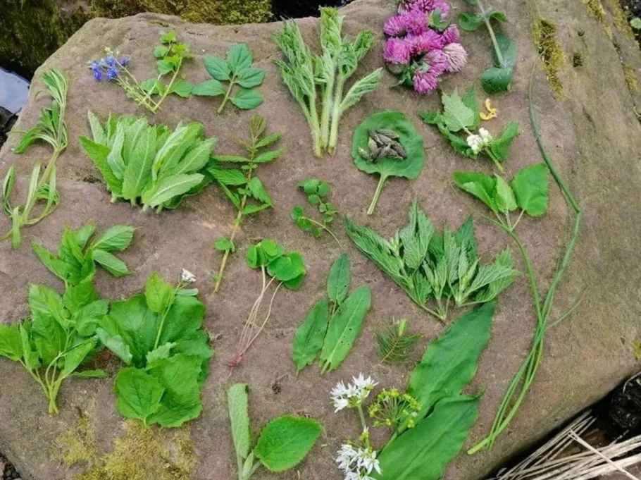 Various herbs displayed on a large rock.