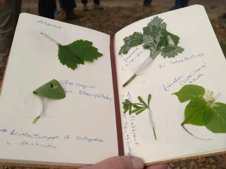 Notizbuch mit geklebten Pflanzenblättern und Anmerkungen.