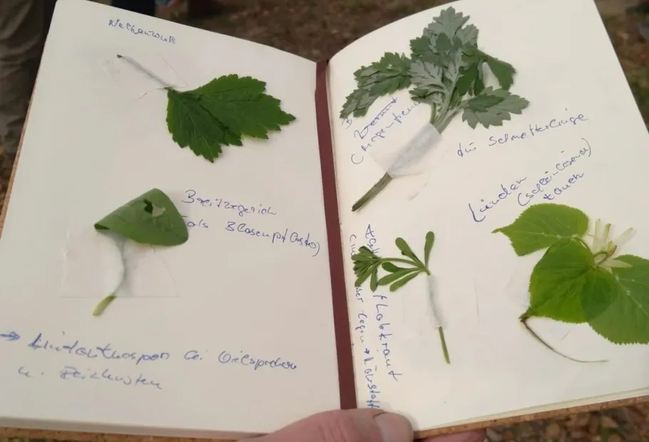 Notebook with pressed leaves and handwritten notes.