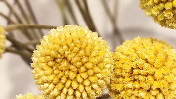 Gelbe kugelförmige Blumen mit unscharfem Hintergrund.