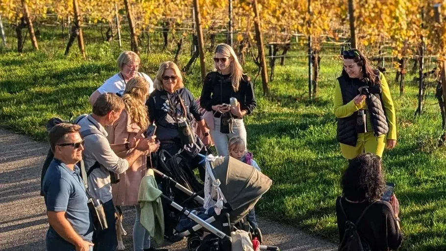 Group strolling through vineyard with strollers.