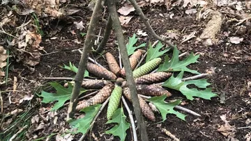Kiefernzapfen kreisförmig mit Blättern im Freien arrangiert.