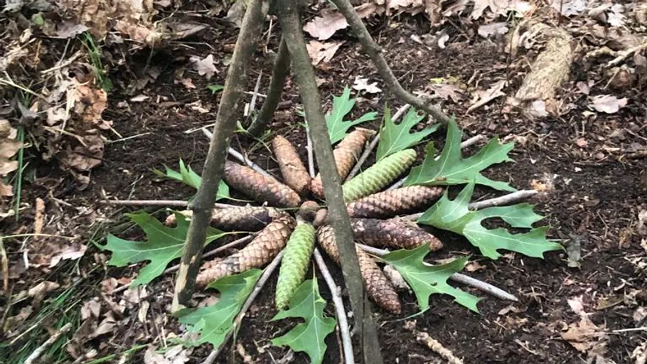 Pine cones arranged in circle with leaves outdoors.