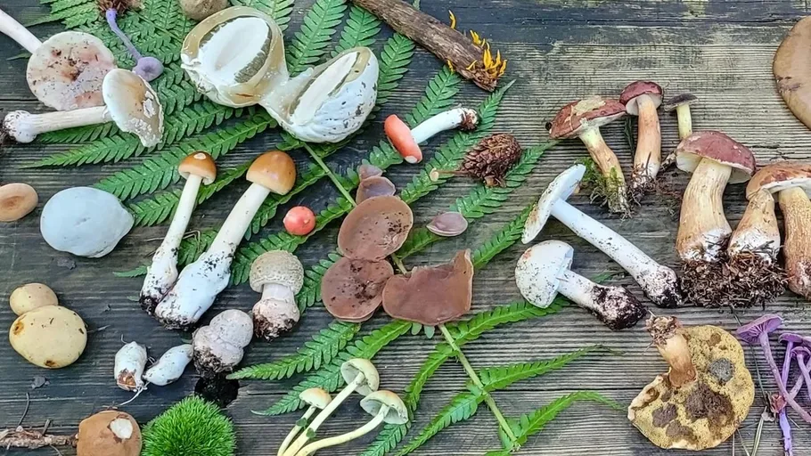Various mushrooms displayed on fern leaves.