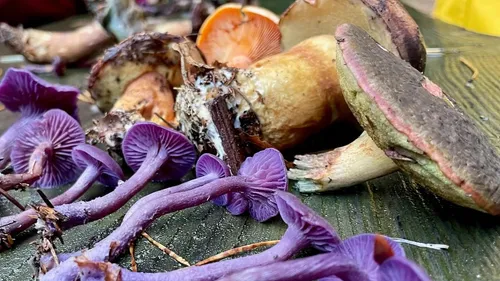 Verschiedene bunte Pilze auf grüner Oberfläche.