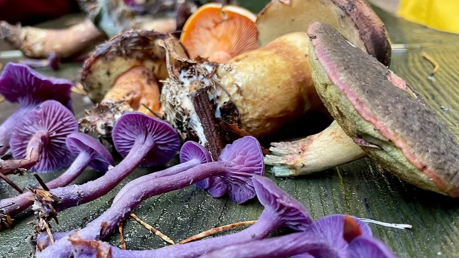 Verschiedene bunte Pilze auf grüner Oberfläche.