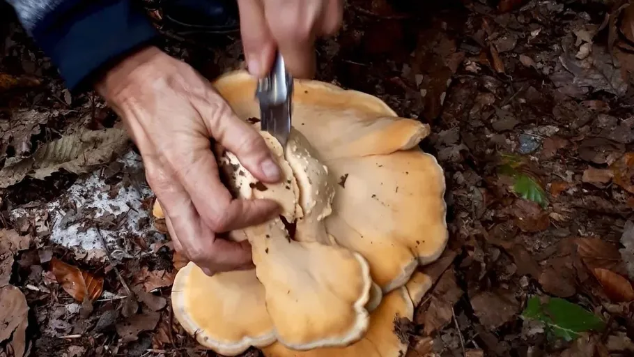 Person schneidet Pilz auf Waldboden.