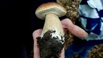 Hand hält großen Pilz im Wald.