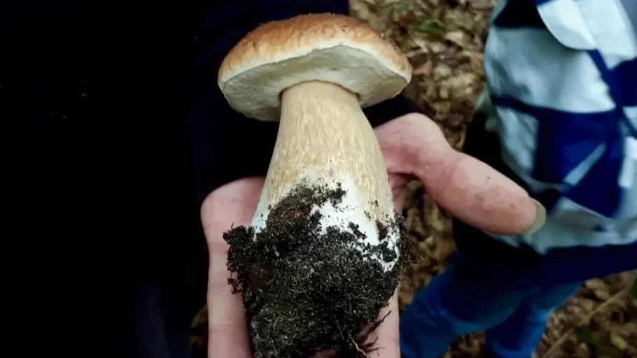 Hand holding large mushroom in the forest.