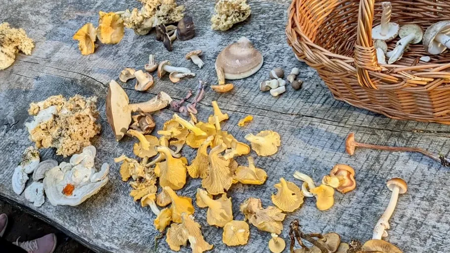 Various mushrooms spread on wooden table outdoors.