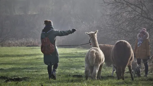 Person leading alpacas on a grassy field.