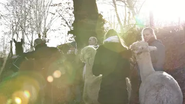 People walking with alpacas in sunlit forest.