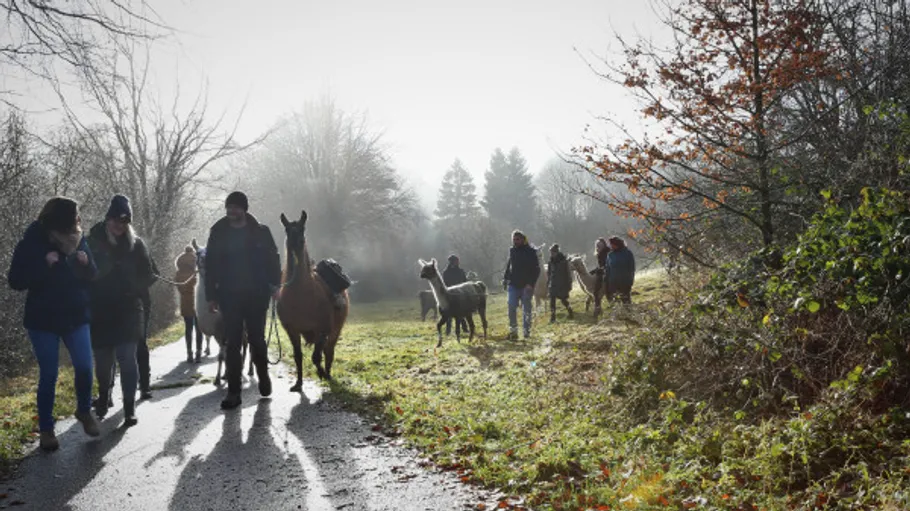 Menschen spazieren mit Lamas auf Waldweg.