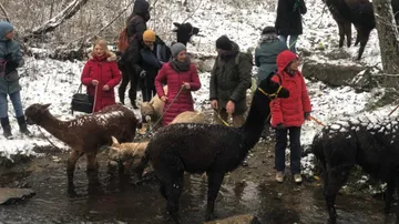 Personen führen Alpakas im verschneiten Wald.