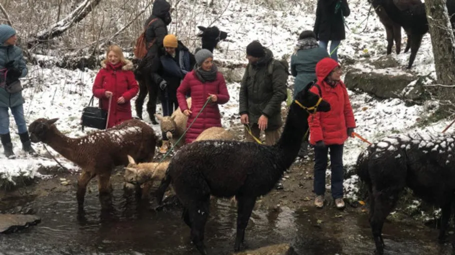 Personen führen Alpakas im verschneiten Wald.