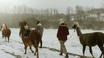 Personen führen Lamas durch verschneite Landschaft.