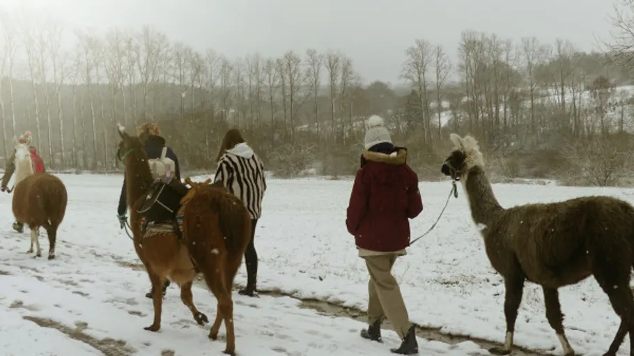 People leading llamas through snowy landscape.