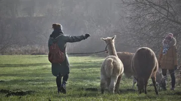 People walking llamas in a foggy field.