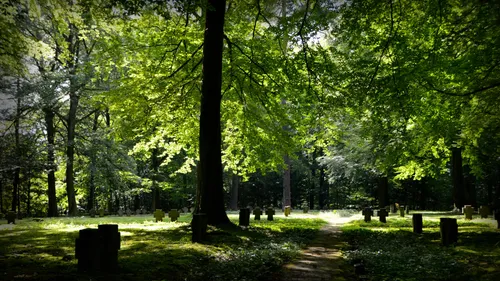 Sunlit forest cemetery with gravestones.