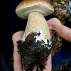 Pilzwanderung in Aschaffenburg