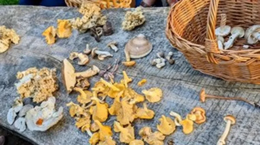 Pilze auf Holztisch im Freien ausgebreitet.