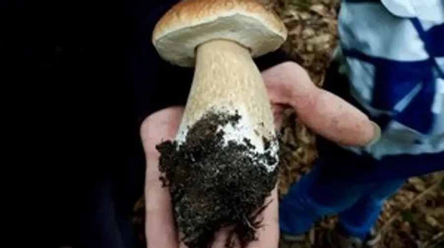 Hand holding a large mushroom outdoors.