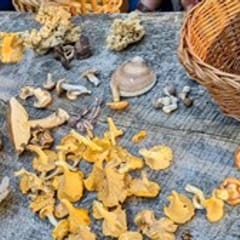 Pilzwanderung in Augsburg