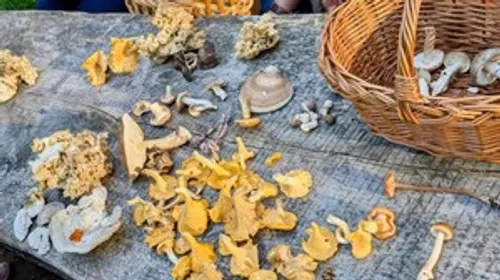 Mushrooms on wooden table with basket nearby.