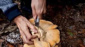 Person erntet Pilz mit Messer im Wald.
