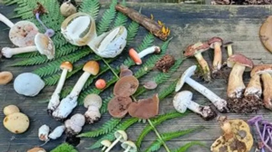 Various mushrooms displayed on a wooden surface.
