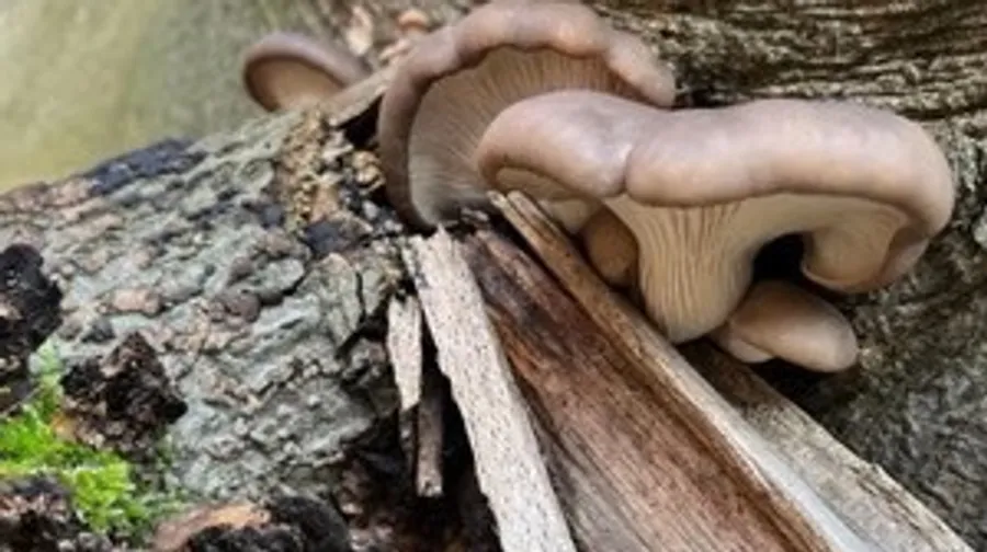 Mushrooms growing on a tree log.
