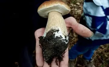 Large mushroom held in someone's hand outdoors.