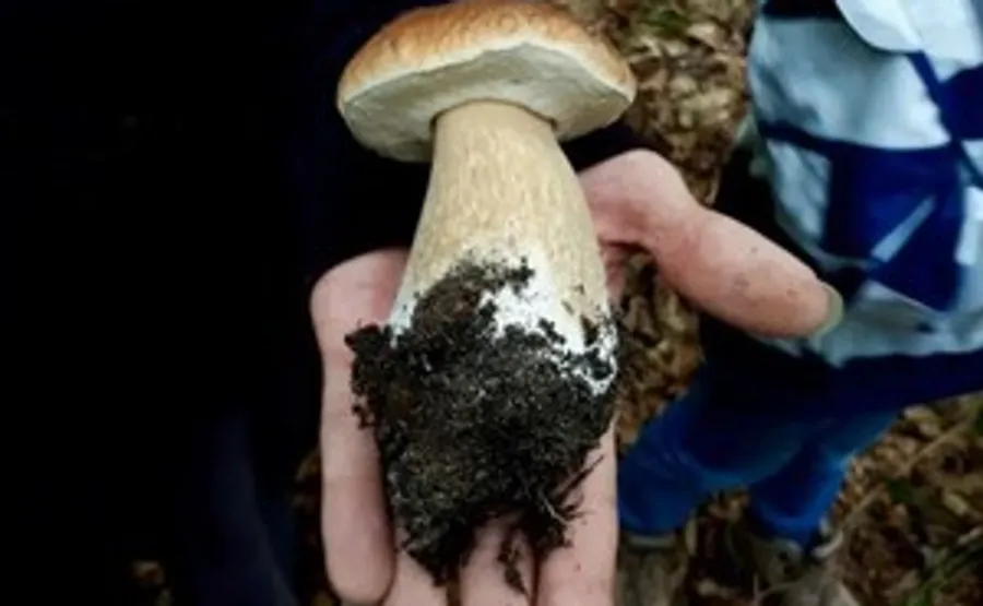 Großer Pilz in Hand im Freien gehalten.