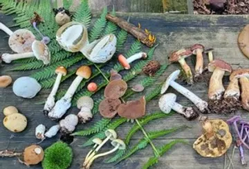 Various mushrooms displayed on wooden surface.