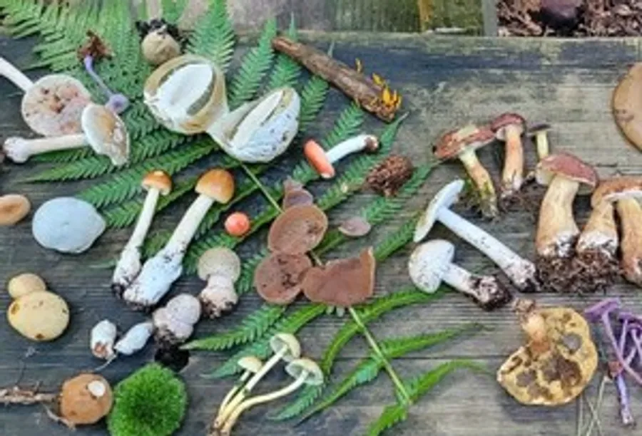 Various mushrooms displayed on wooden surface.